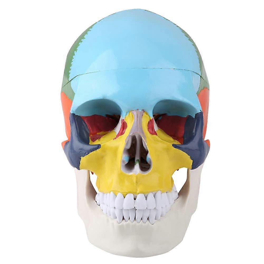 Lifesize Human Skull Model with ColorCoded Bones, Movable Jaw and 3Piece Detachable Design