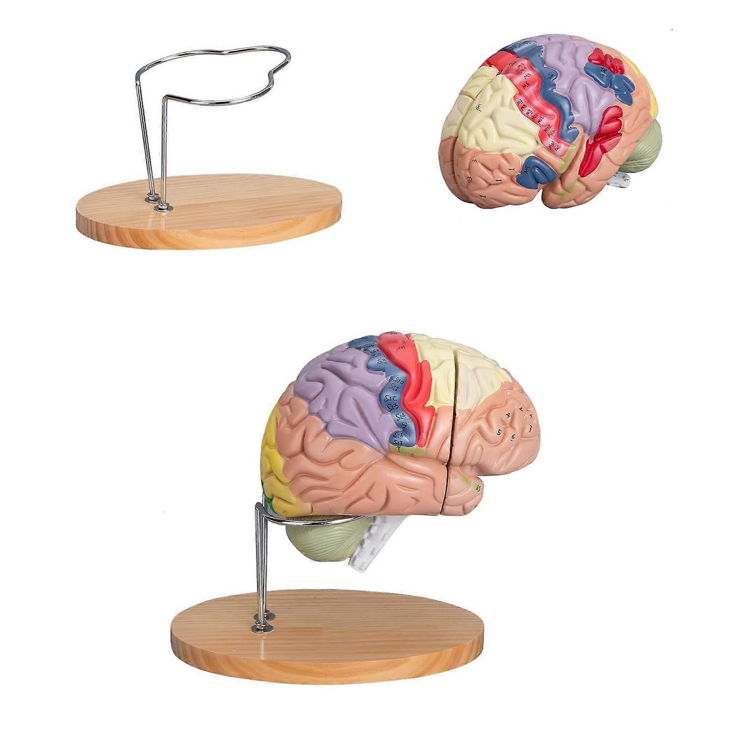 Life Size Human Brain Anatomical Model, 4Part ColorCoded Design with Stand for Neuroscience Teaching