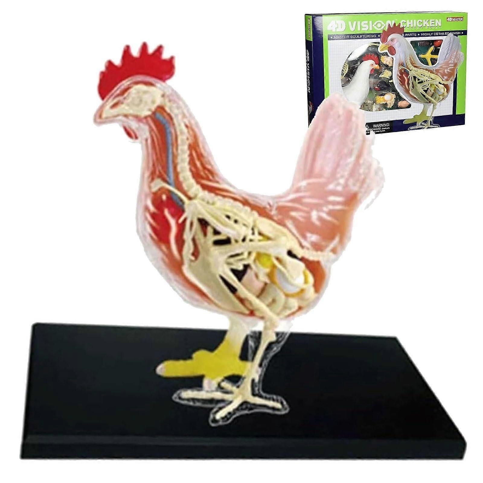 Cow Anatomy Model 32Piece Detachable Buildable Design for Veterinary Training and Classroom Learning