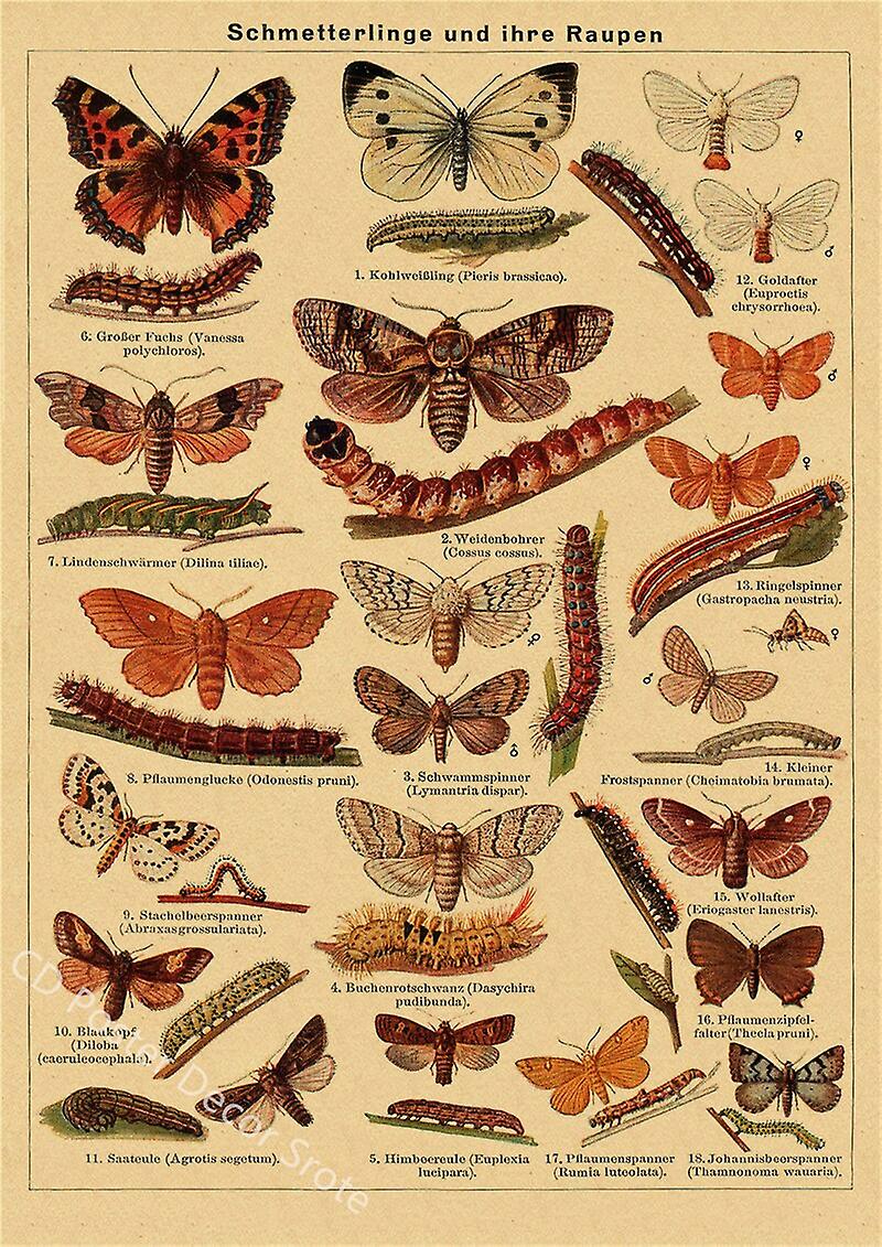 الفراشات ملصق زهرة الطيور الرجعية ورق الكرافت يطبع النباتية خمر غرفة المنزل بار مقهى ديكور الجمالية الفن الجدار اللوحة
