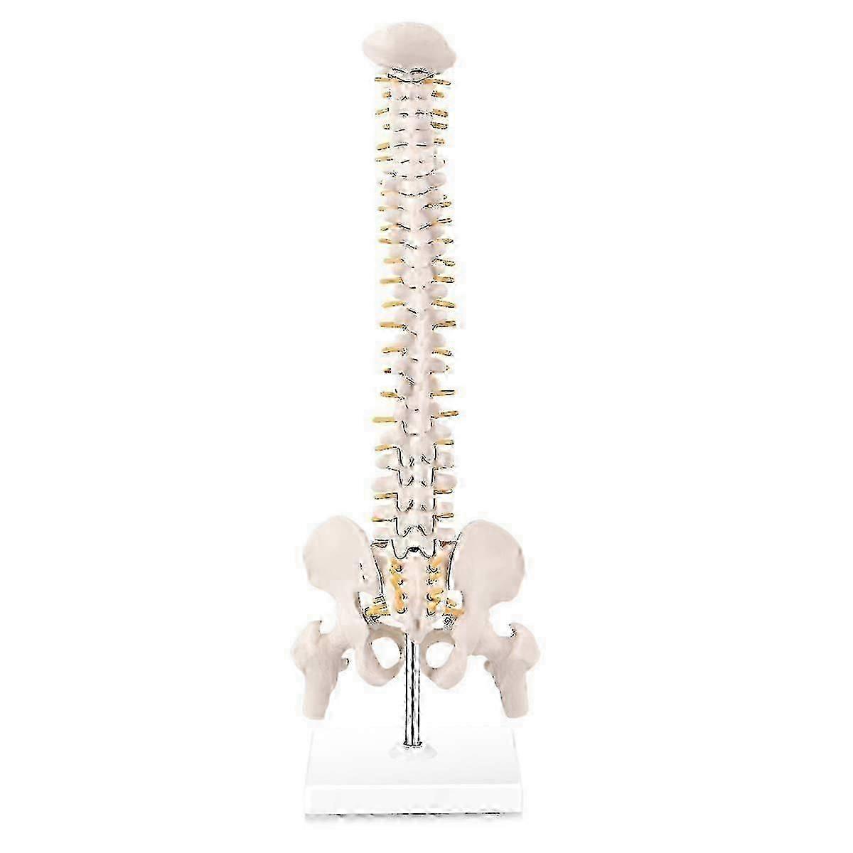 2025 Modelo Mais Recente Modelo de Anatomia da Coluna Vertebral em Miniatura, Mini Coluna Vertebral de 15,5 polegadas