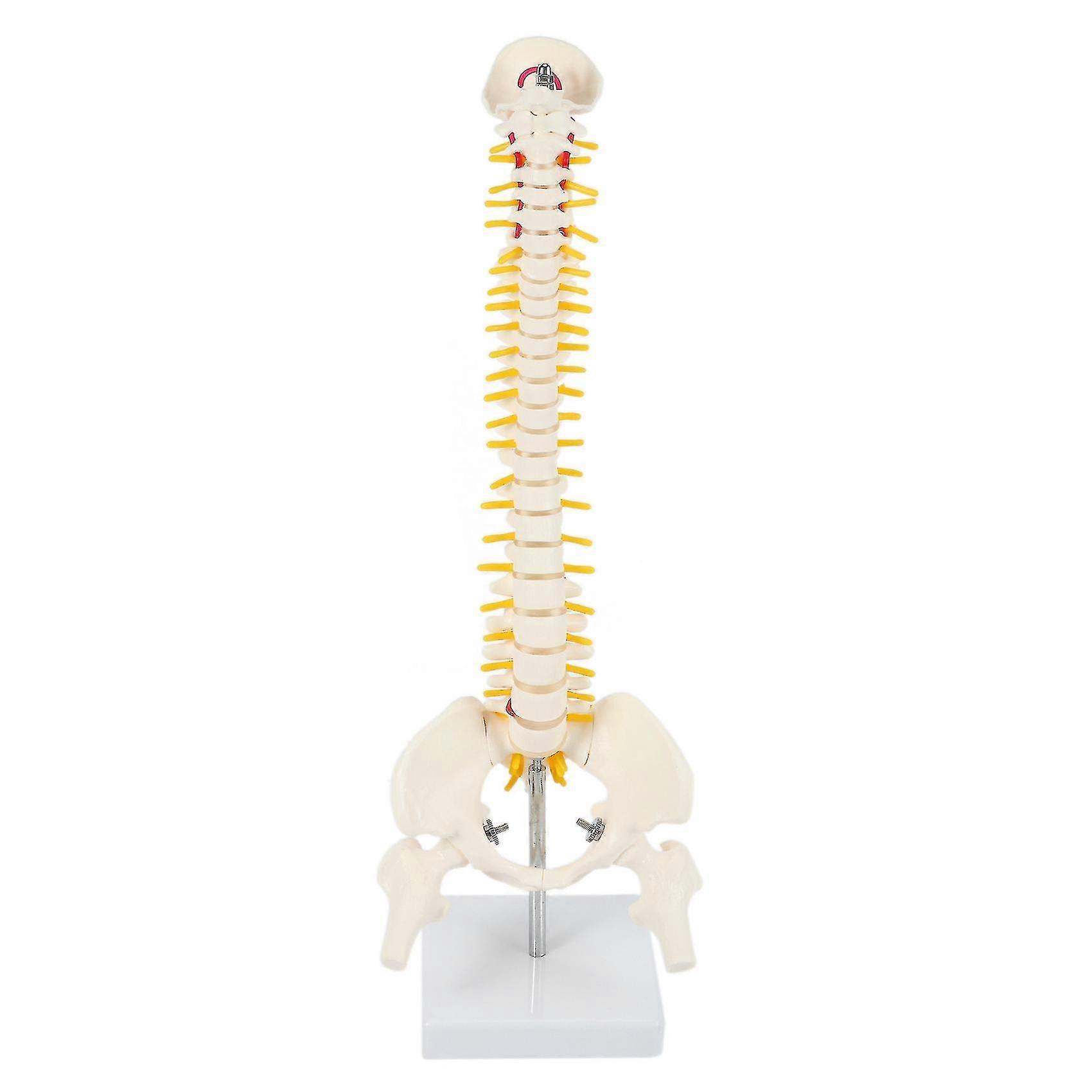 45 سنتيمتر مرنة 1: 1 الكبار القطني الانحناء العمود الفقري نموذج نموذج الهيكل العظمي للبشر مع القرص الفقري الحوض نموذج XXF