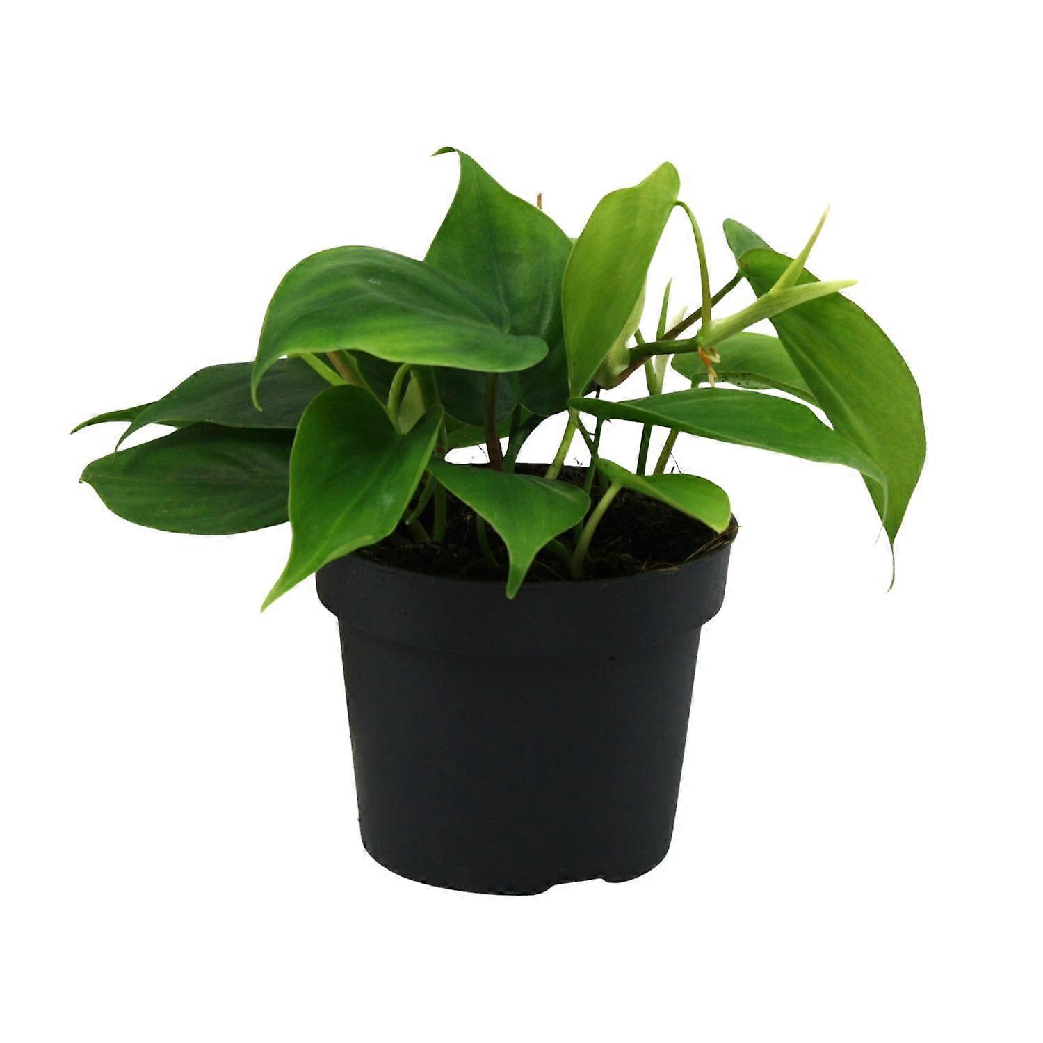Philodendron Scandens - 20cm - Ø12cm
