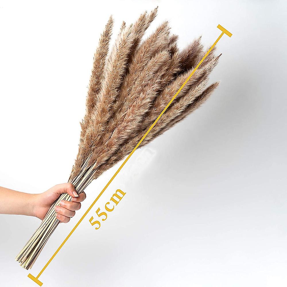 Pampas Grass Small As Dried Flowers An Eyecatcher Forever Durable