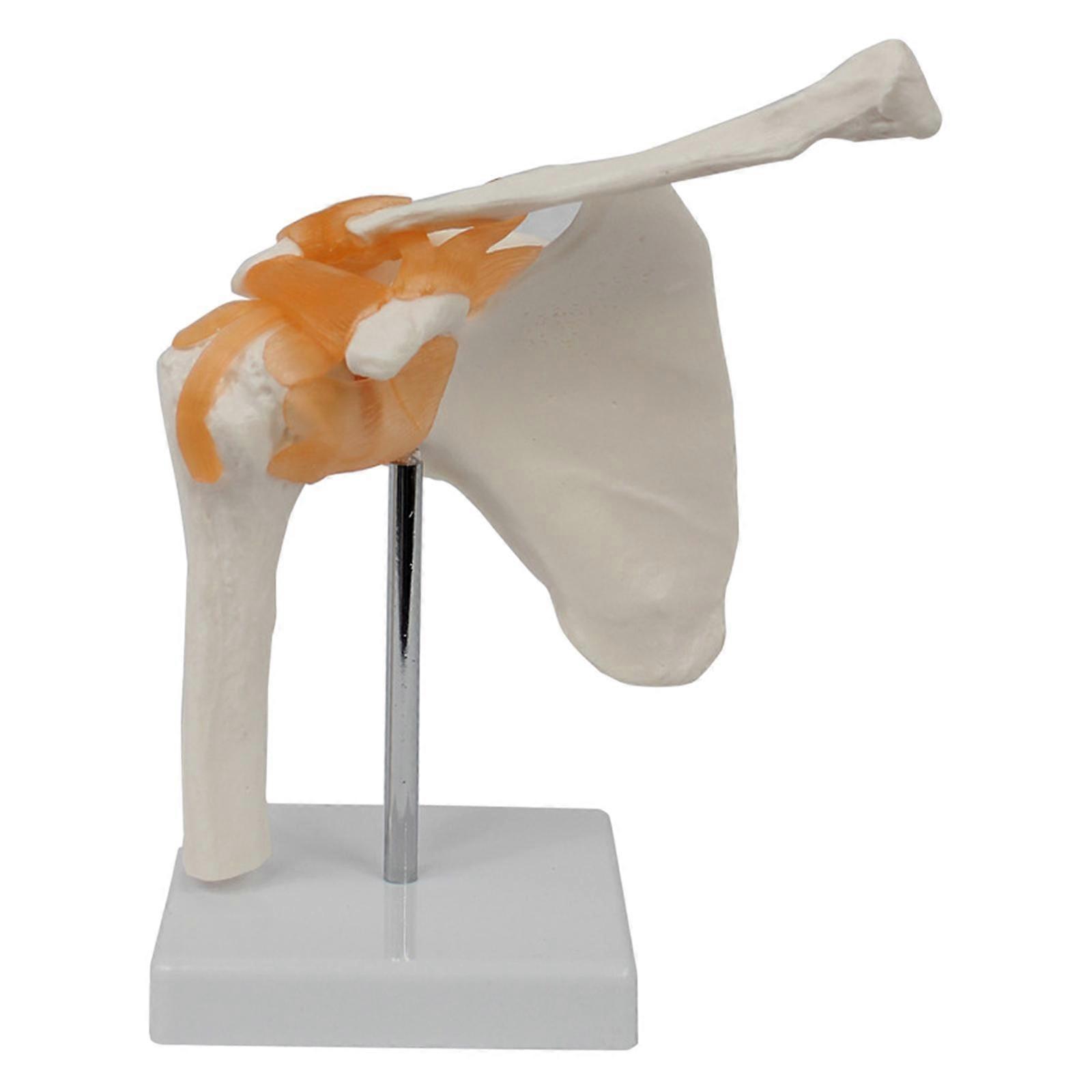 Human Shoulder Joint Model Realistic with Ligament for Learning Display Lab