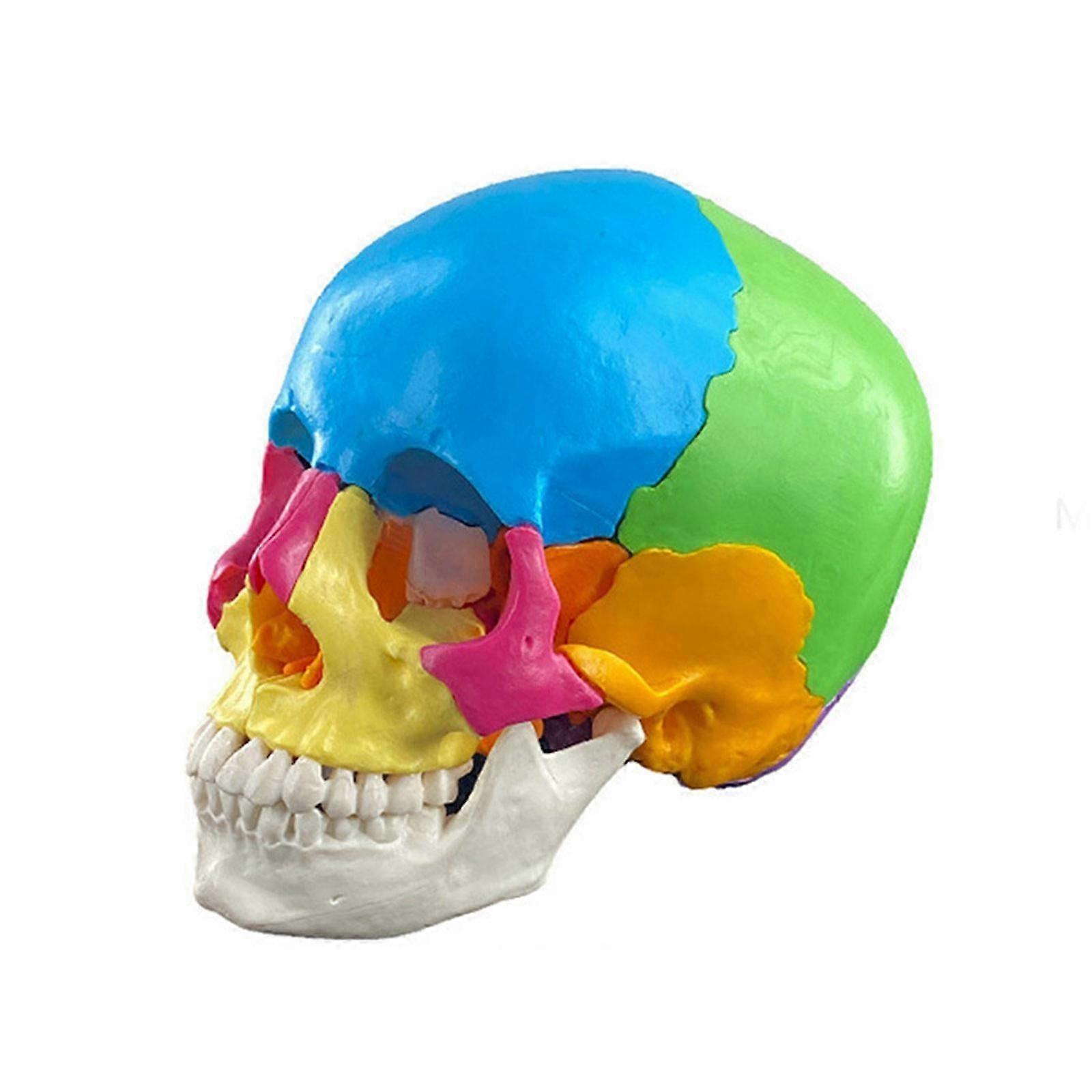 Detachable Science Anatomy 4d Skull Model Study Display Medical Teaching Tool Skull Model Human Organs Anatomical Model