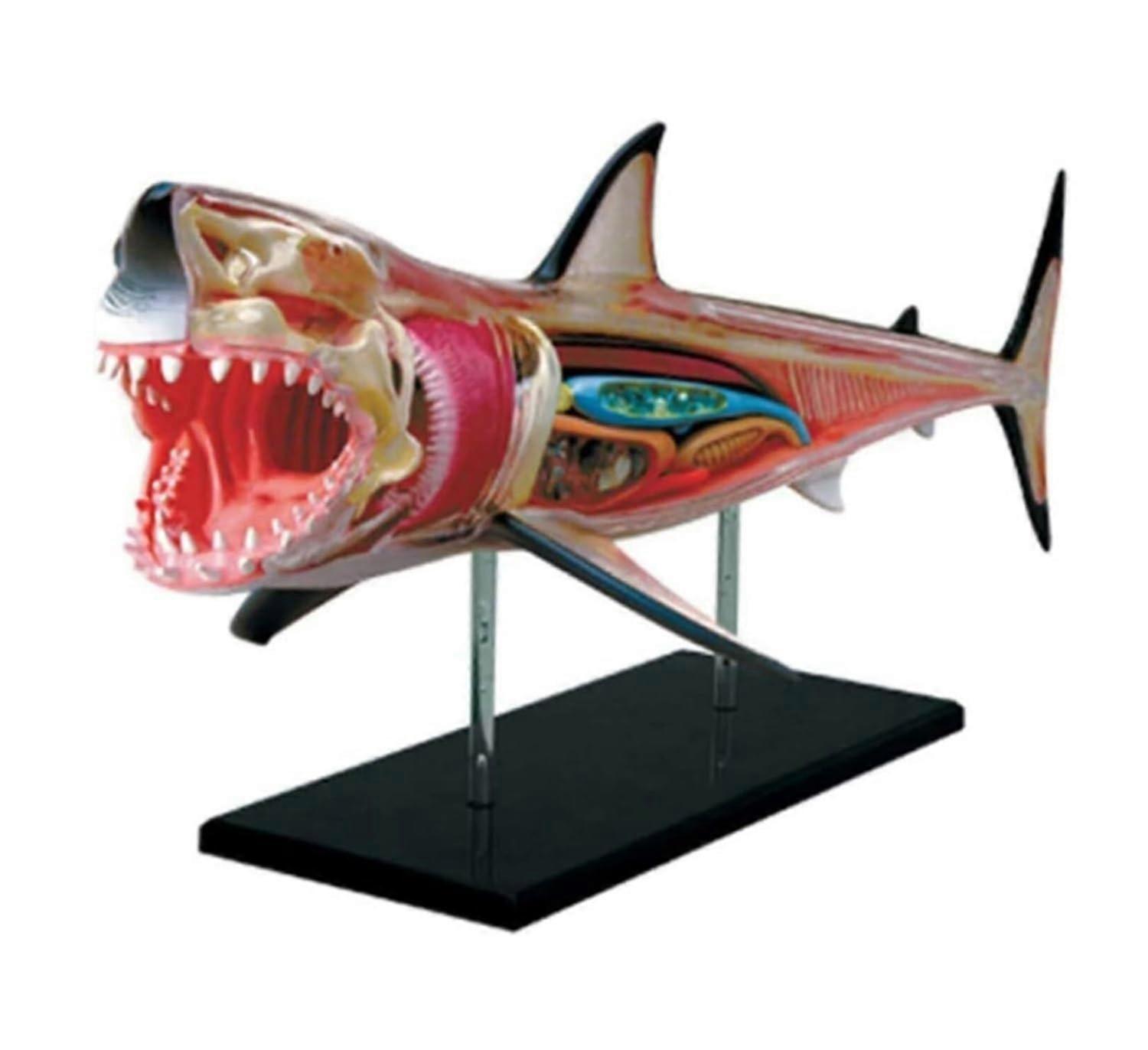 Anatomical Model Shark Anatomy Model Detachable 20 Parts 33 Cm Multicolor Teaching Model