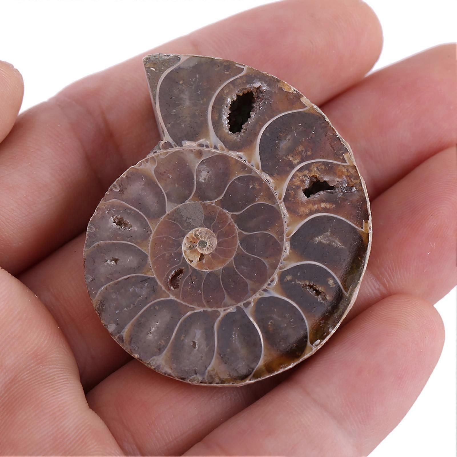 2Pcs Ammonite Fossil Specimen Shell Madagascar Natural Stones and ...