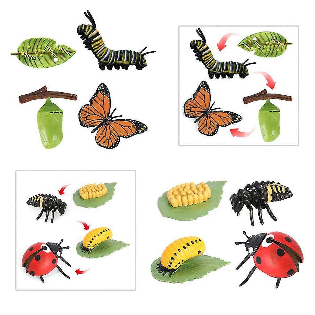 Animal Life Cycle Classroom Teaching Aids