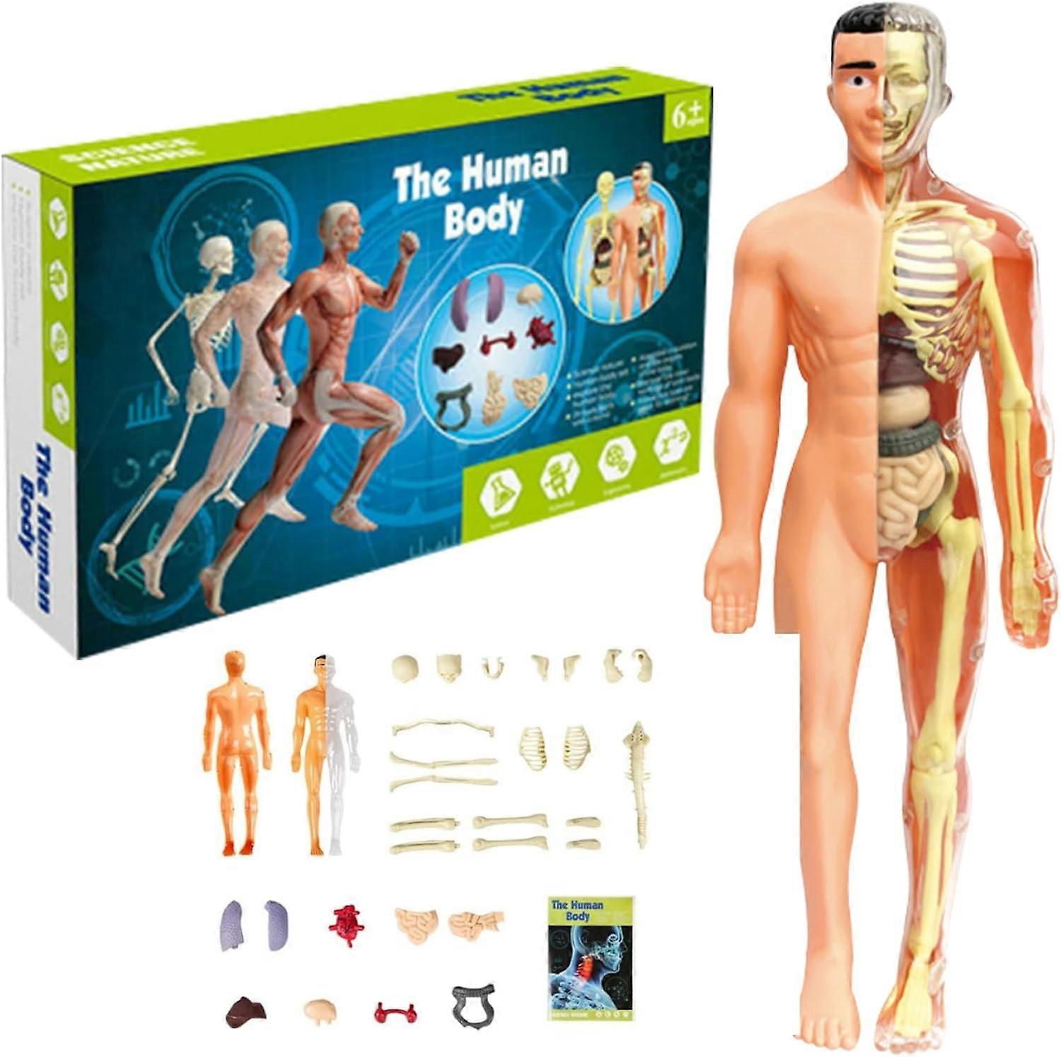 Human Anatomy for Kids,Removable Skeleton Model and Torso Human Body for Kids,Scientific sSkeleton Educational Toys Gifts