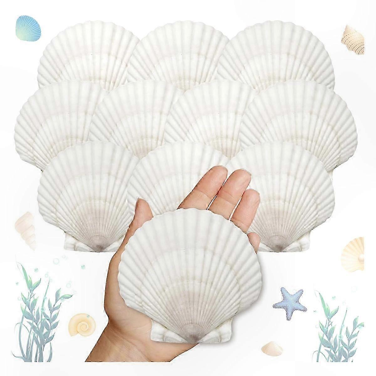 25pcs Large Scallop Shells for Crafts 4-5inch White Scallop Shells