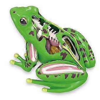 4D Frog Anatomy Model Detachable Frog Organs STEM Biology Education Teaching Aid Early Learning Toy for Children