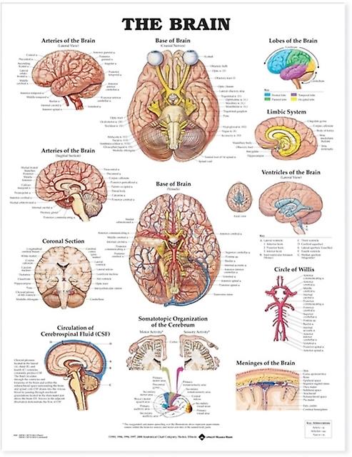 The Brain Anatomical Chart Paperback Book