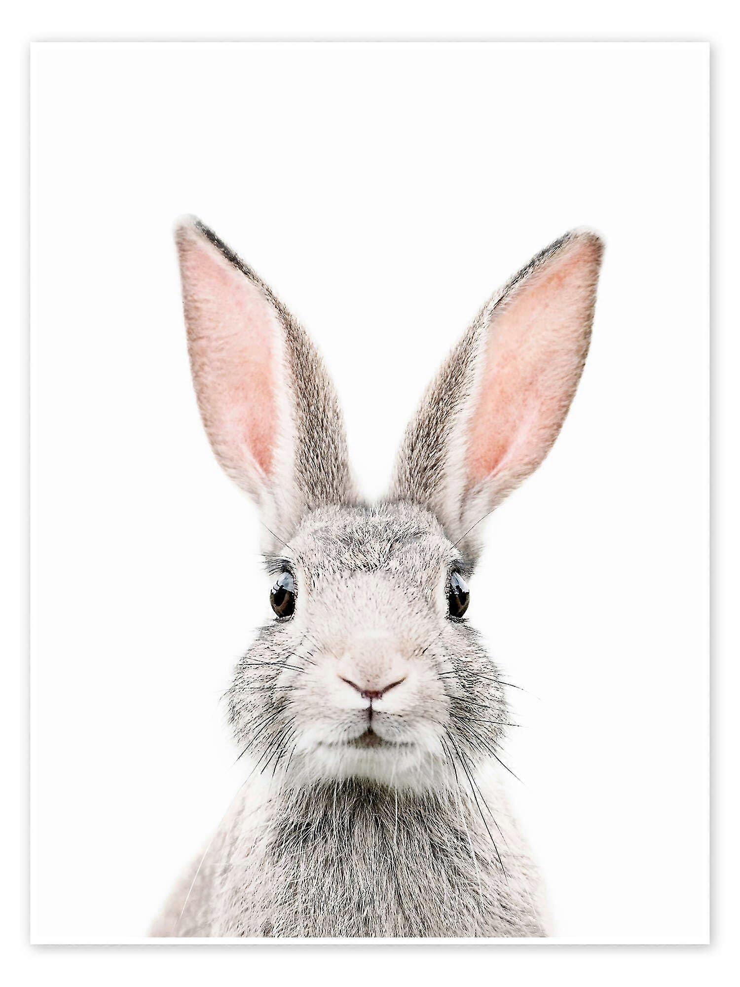 Rabbit Portrait Poster 30 x 40 cm Wall Art Print for Home Decoration and Nursery Decor