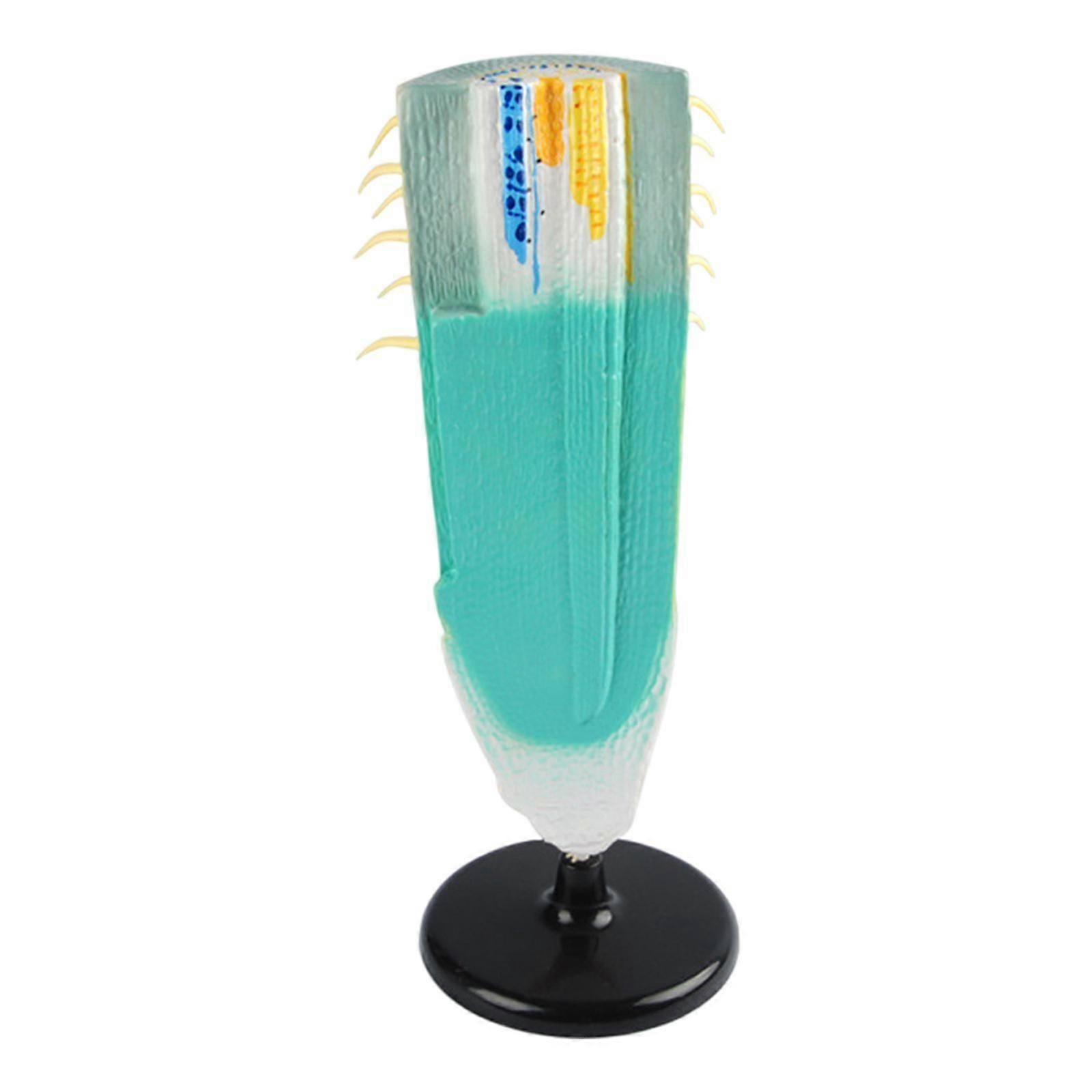 Root Profile Model Longitudinal Root Section Model for Classroom Observation