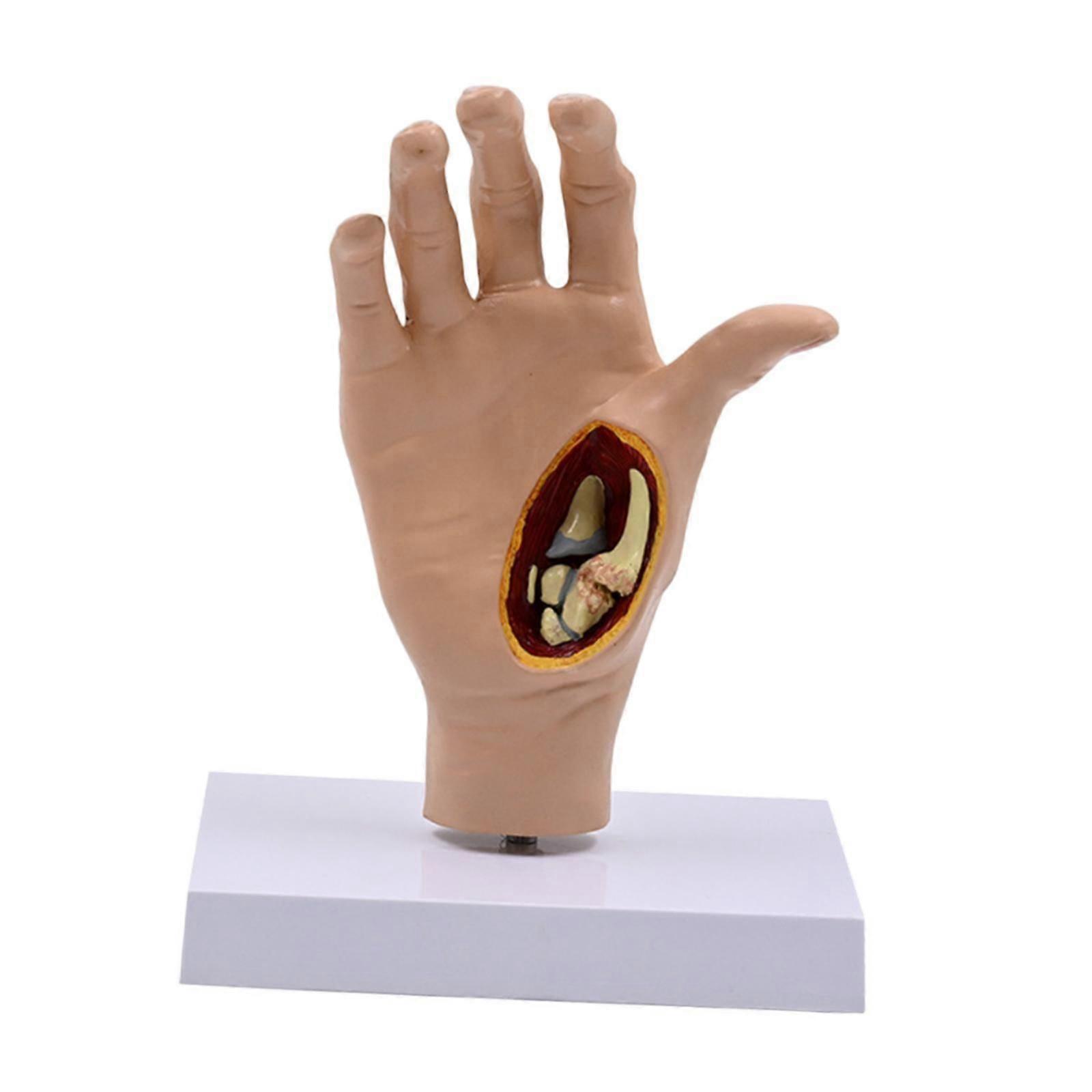 Human Hand Model Educational Sturdy Skeleton Model for Study Science Display