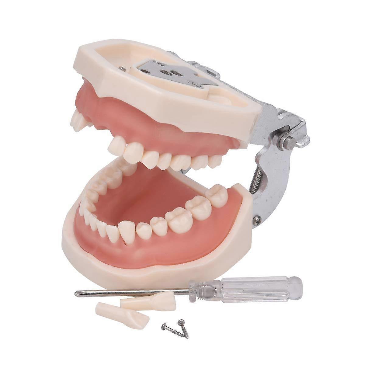 32 Tooth Gear Model with Completely Detachable Teeth for Teaching and Practice Includes Screwdriver