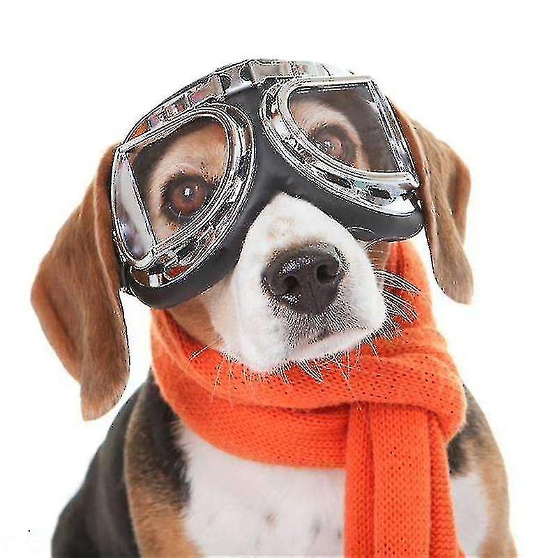 dog driving goggles