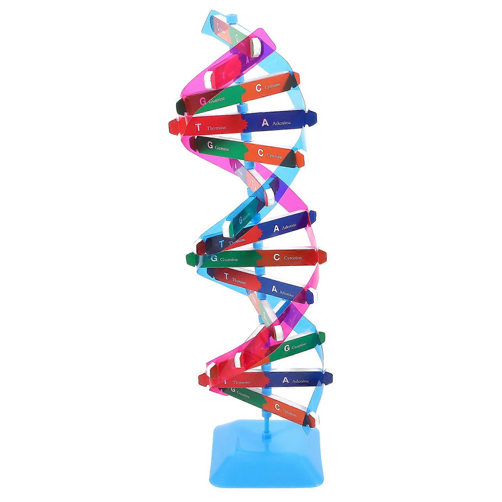 Biology Dna Double Helix Model for Teaching 2Sets Educational Materials