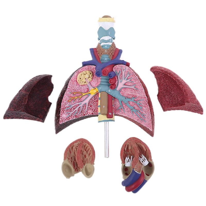 Life Size Human Lung Model Anatomical Respiratory System Anatomy For School Science Resources Study Display Teaching Tool