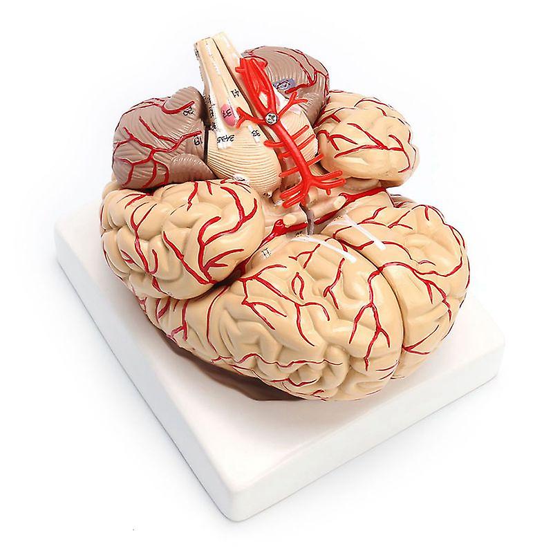 1: 1 Life Size Human Anatomical Brain Pro Dissection Organ Teaching Model