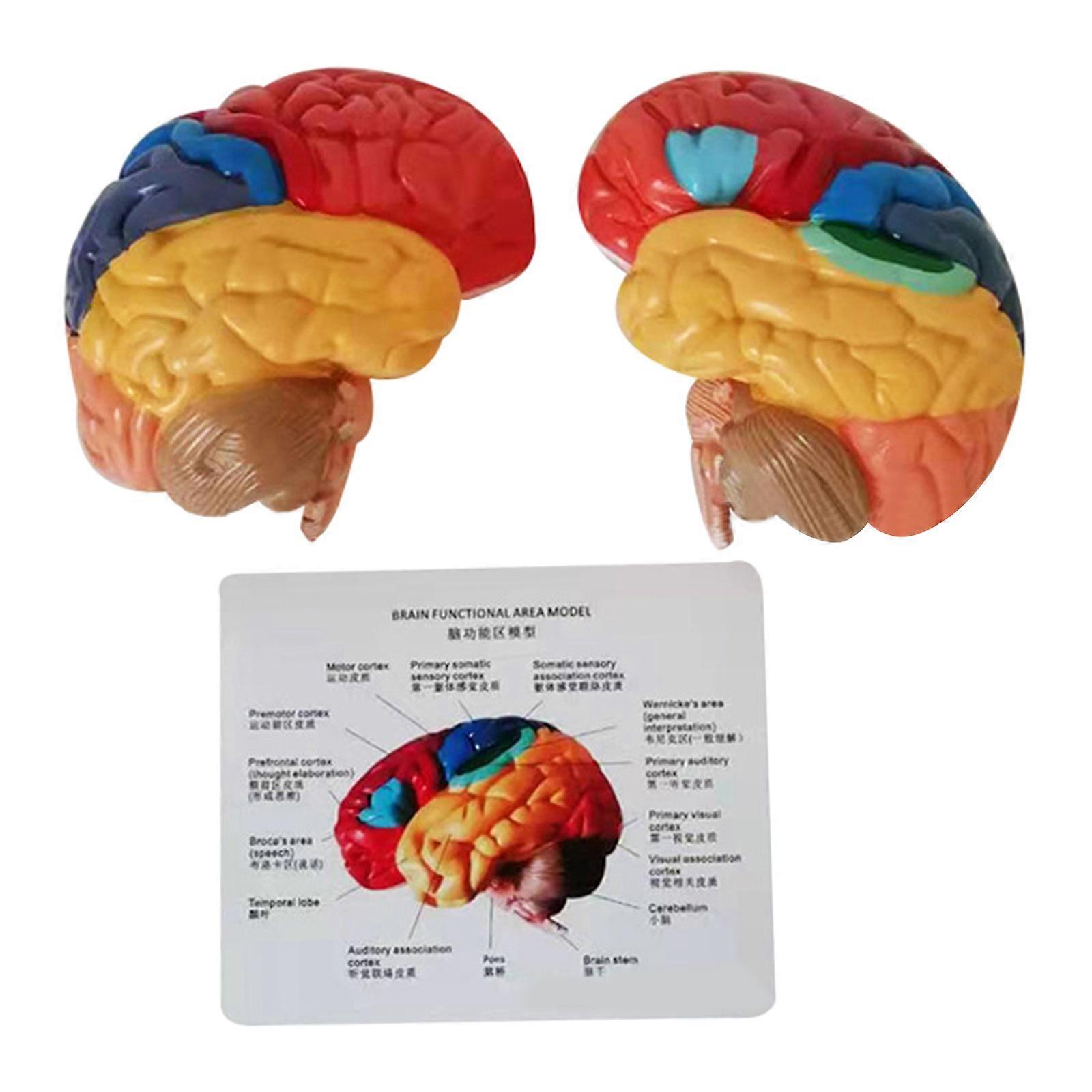 Teaching Medical Model Human Brain Anatomical Model Life-Size Human Brain Model Color-Coded artitioned Brain for Study