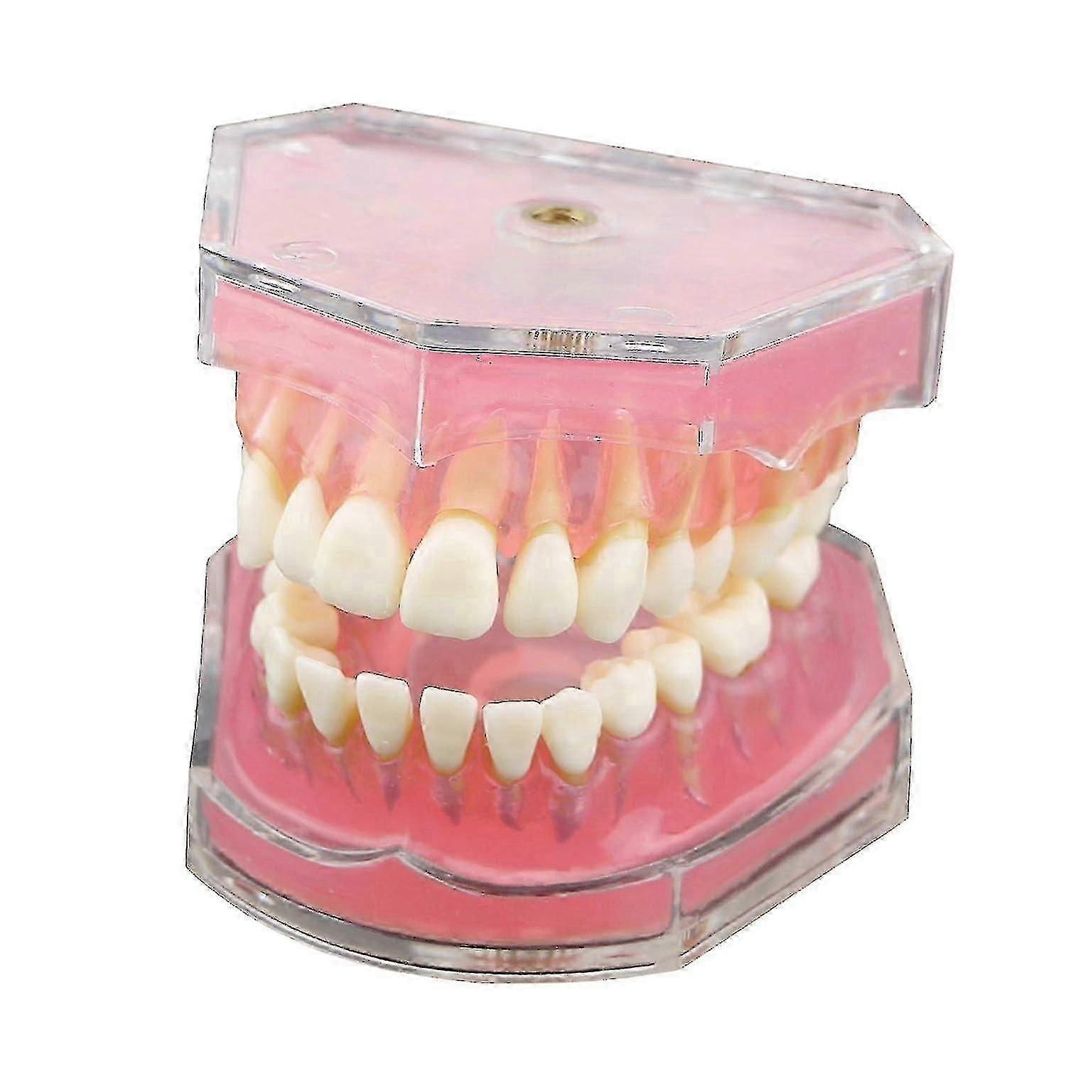Dental Demonstration Tooth Model - Standard research teaching dental model with soft bendable teeth