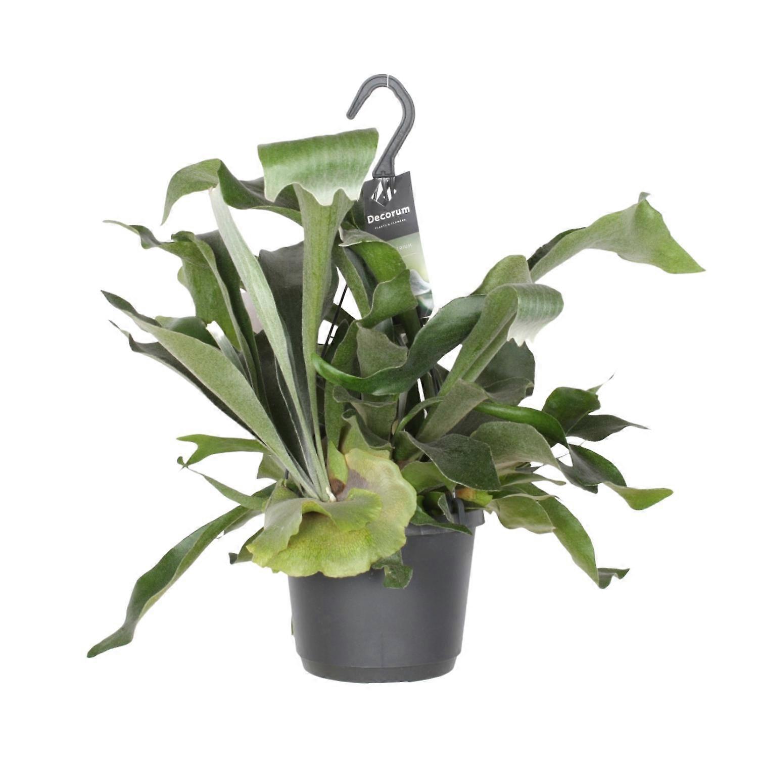 Platycerium Bifurcatum - 30cm - Ø17cm