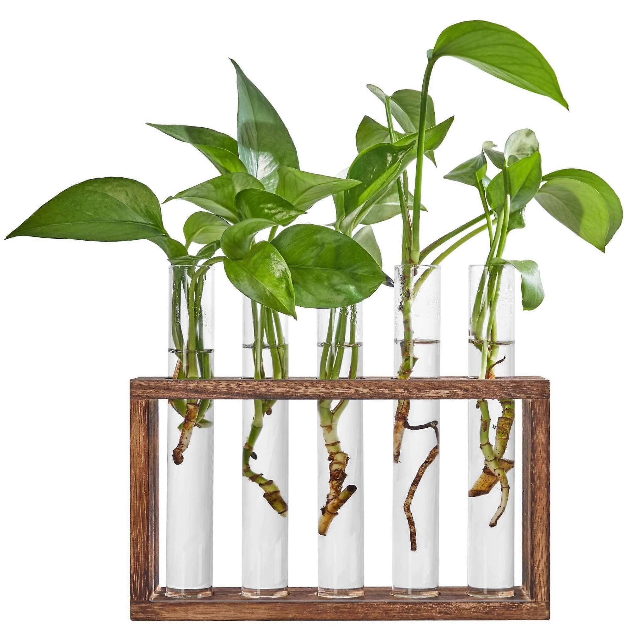 Test Tube Propagation Station Wall Hanging Glass Planter with 5 Clear Tubes for Hydroponic Indoor Plant Display