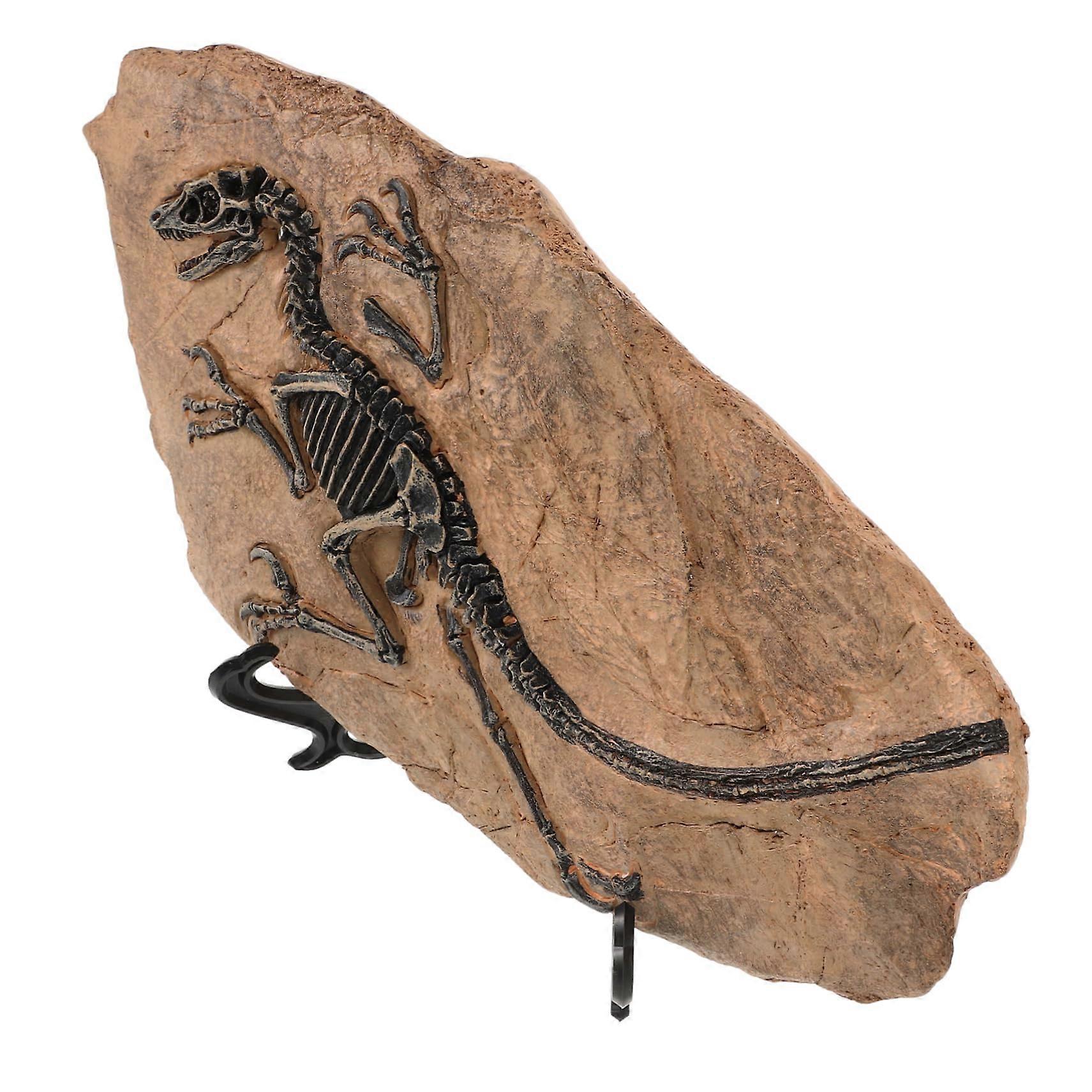 Dinosaur Fossil Ornaments Set - Dinosaur Skeleton Model 33x19.5x11.5CM, Realistic Dinosaur Skull Replica Decor