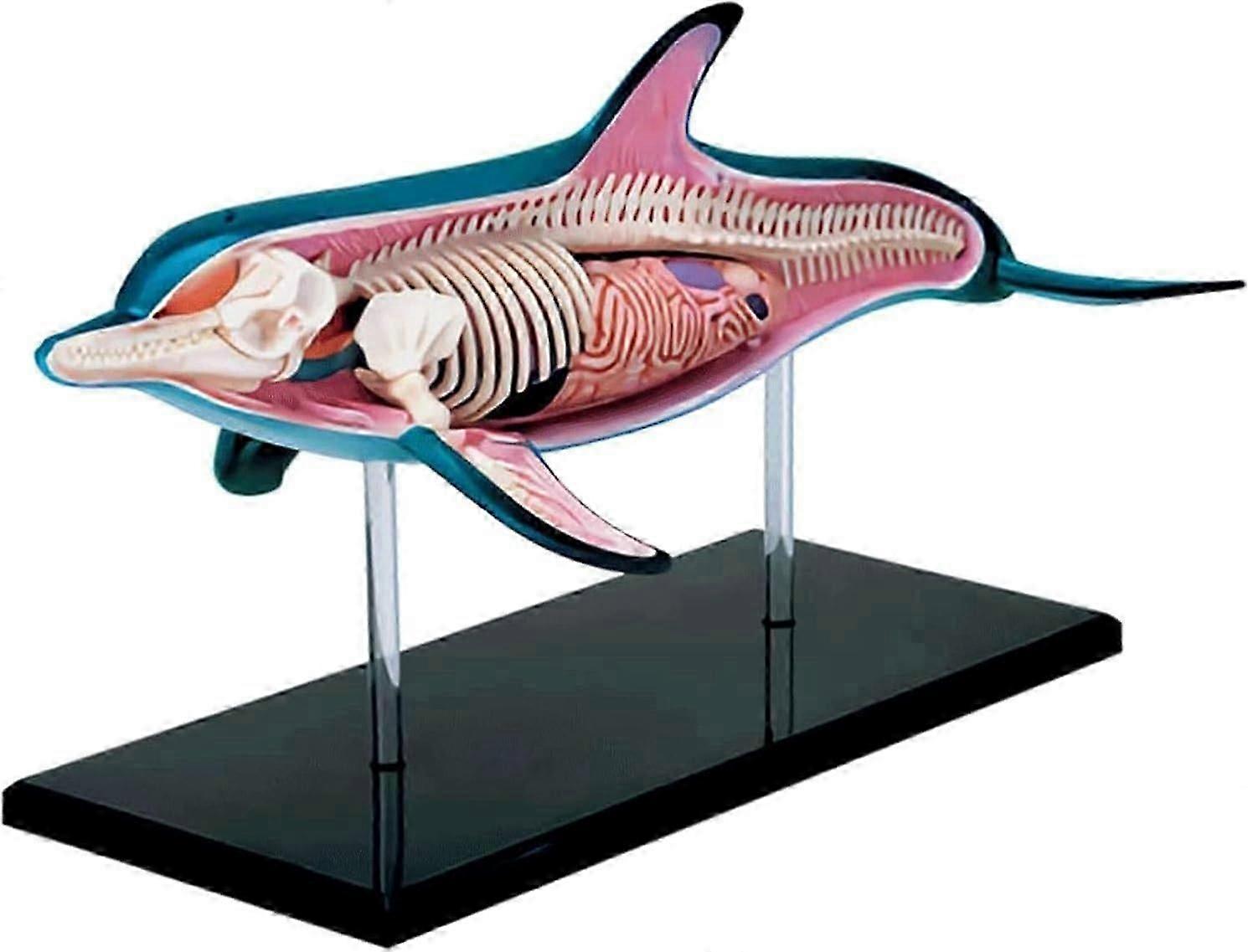 18 parts detachable dolphin anatomy model internal organs study