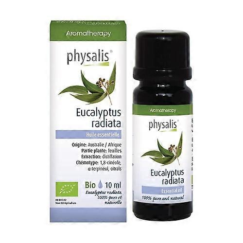 Eucalyptus radiata 10 ml (Eucalyptus)