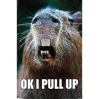 Capybara – Pull-Up-Puzzle AD378