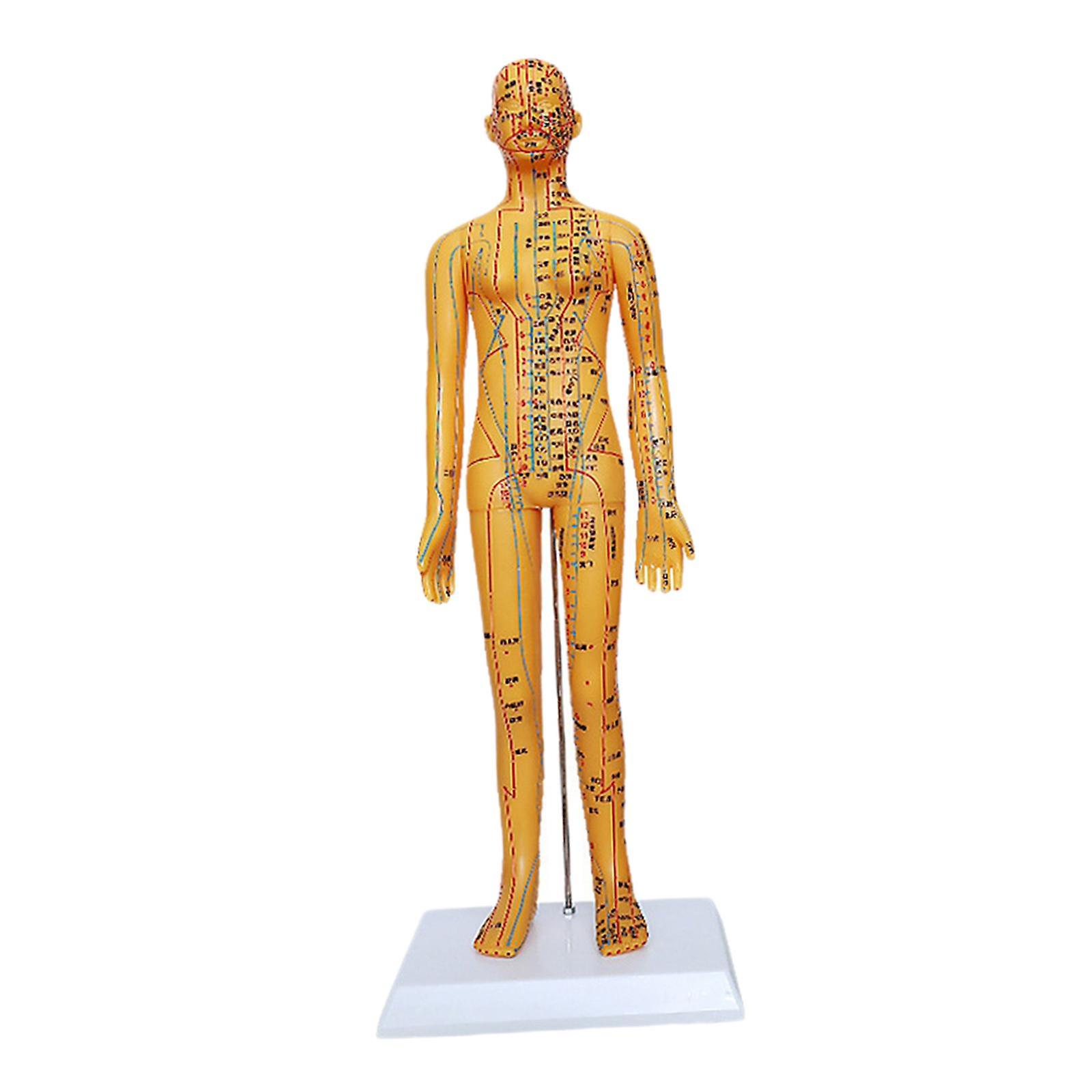 Human Body Model Learning Display Soft PVC with Scale for Teaching Female Copper