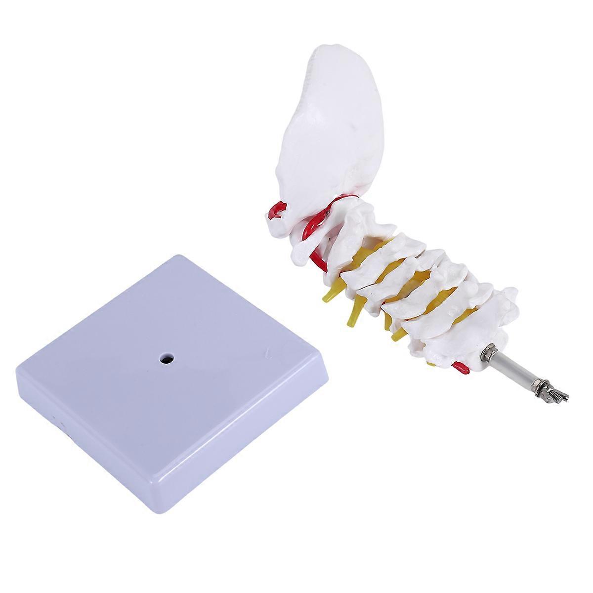 Cervical Vertebra Arteria Spine Spinal Nerves Anatomical Model