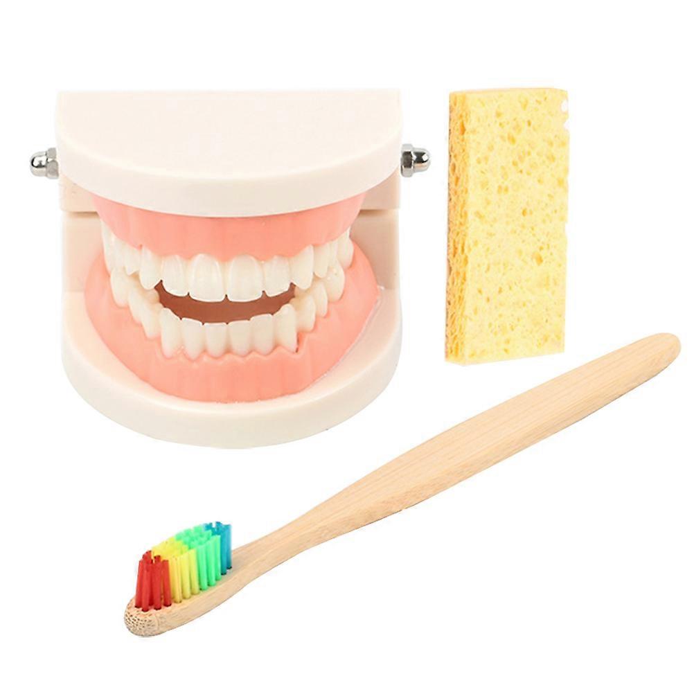 Standard Teeth Model Oral Education Tooth Model for Kids 5Sets
