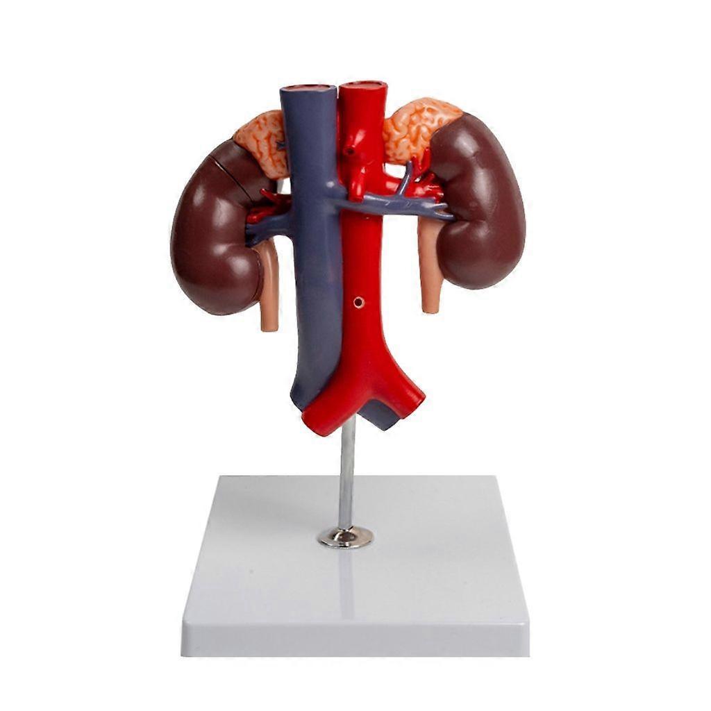 Realistic Kidney Anatomy Model
