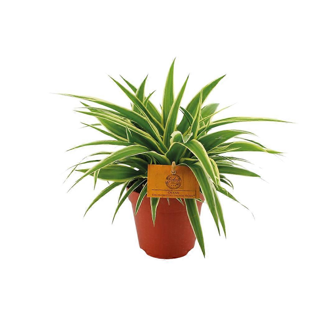 Chlorophytum comosum 'Ocean' D6