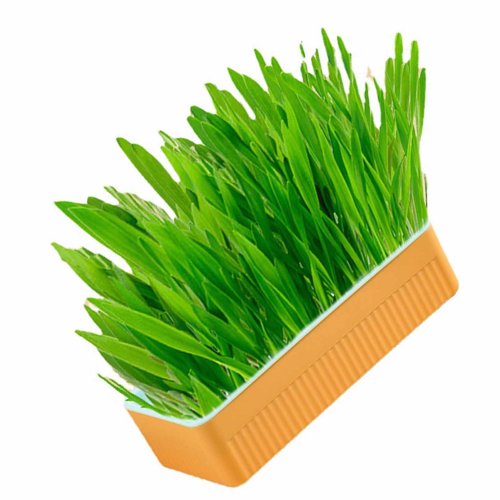 Hydroponic Cat Grass Kit with ABS Box for Indoor Use Blue Orange