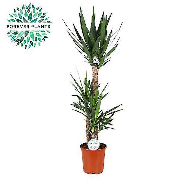 Yucca - 115-125cm - Ø24cm