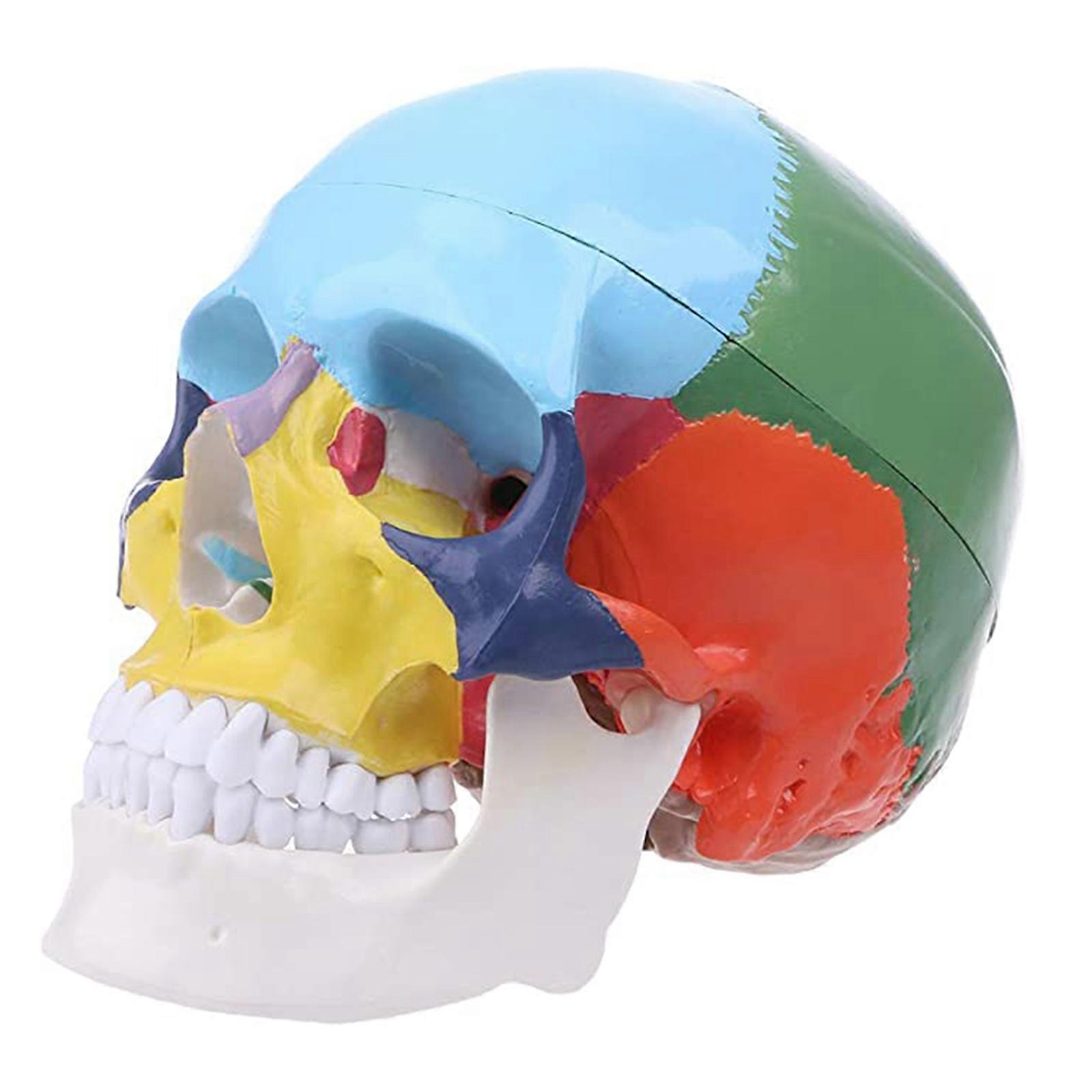 Simulation skull model Skull model in color