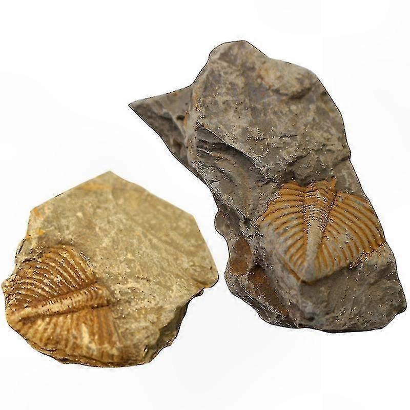 2 Stück fossile Proben