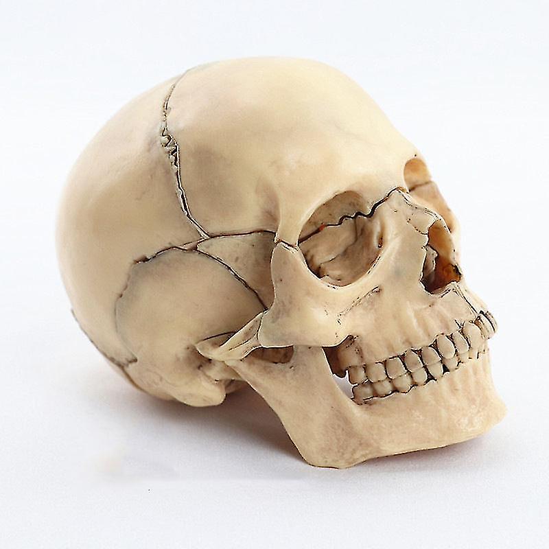 Mini Human Skull Model, 15 Parts Palm-sized Anatomy Skull Model, Exploded Skull, Medical Anatomy Physiology Teaching Learning, Kids Learning Education