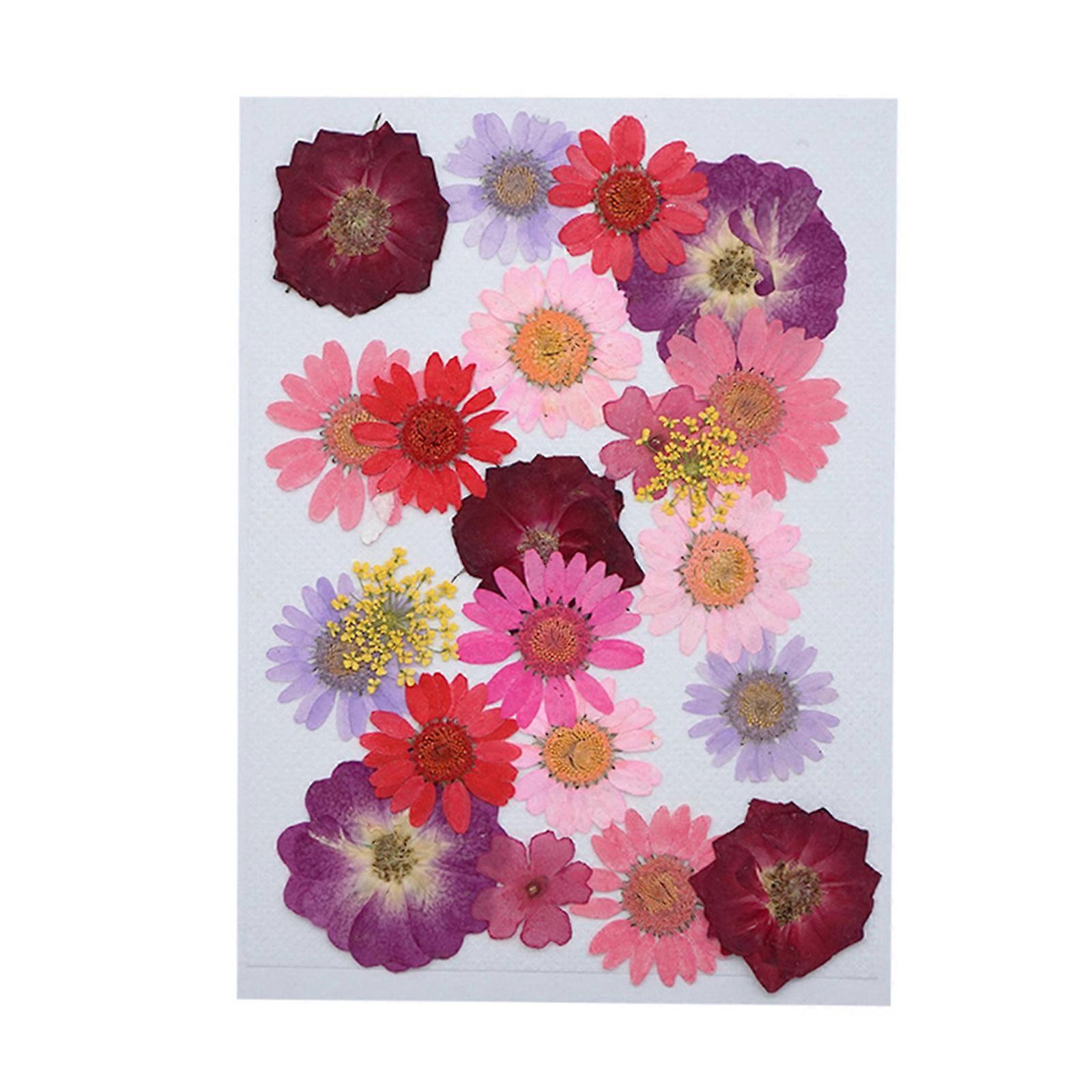 20-25 pcs / pack Real Dried Pressed Flowers Leaf Plant Mixed Colorful Flower Leaves Petals for DIY