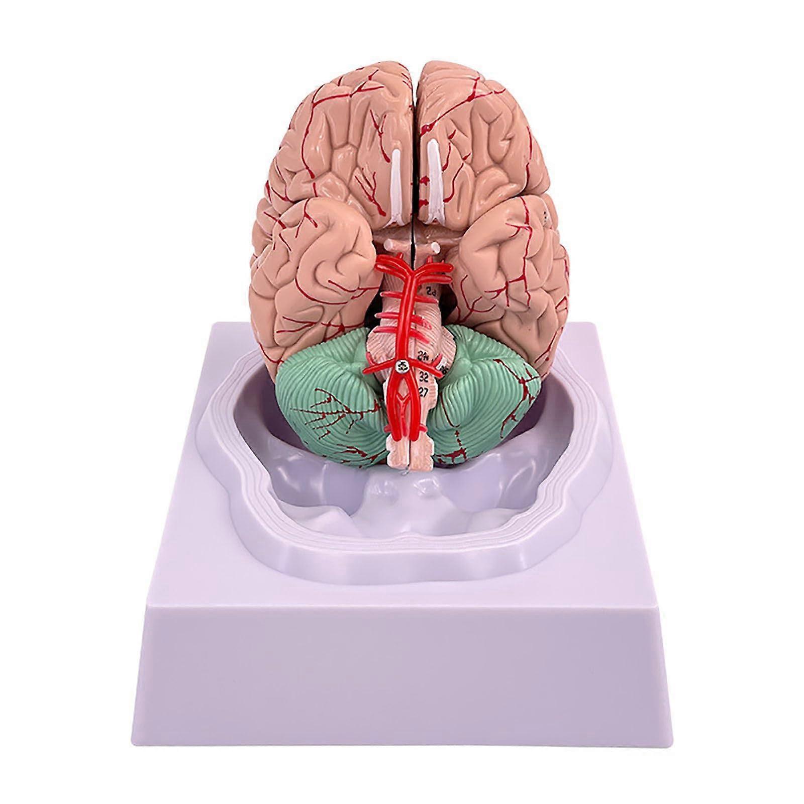 Human Brain Model 8-Piece Life Size Anatomical Model With Display Base Color-Coded Arteries Teaching Model for Science