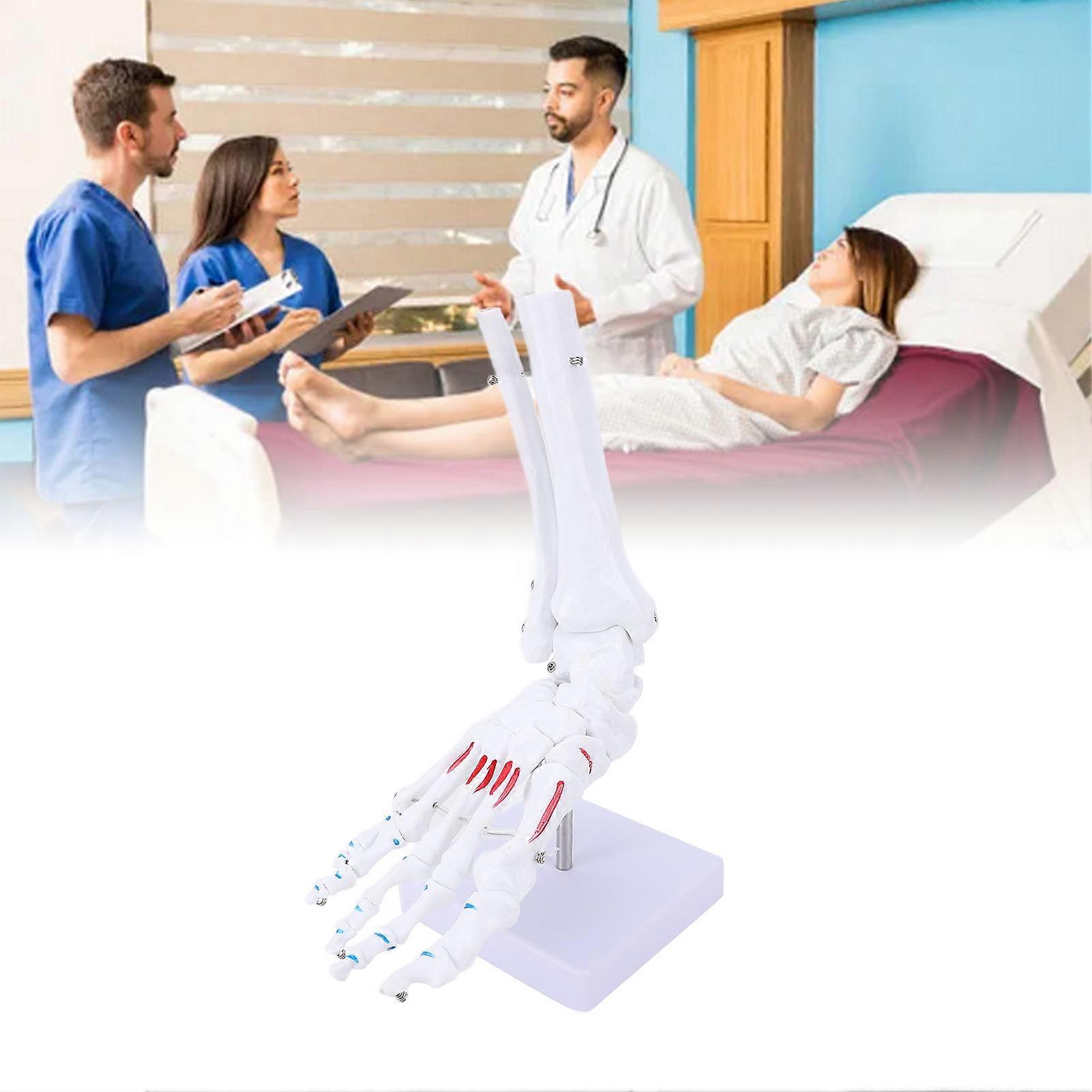 Human Foot Joint Model Life Size PVC Skeleton for Teaching Display