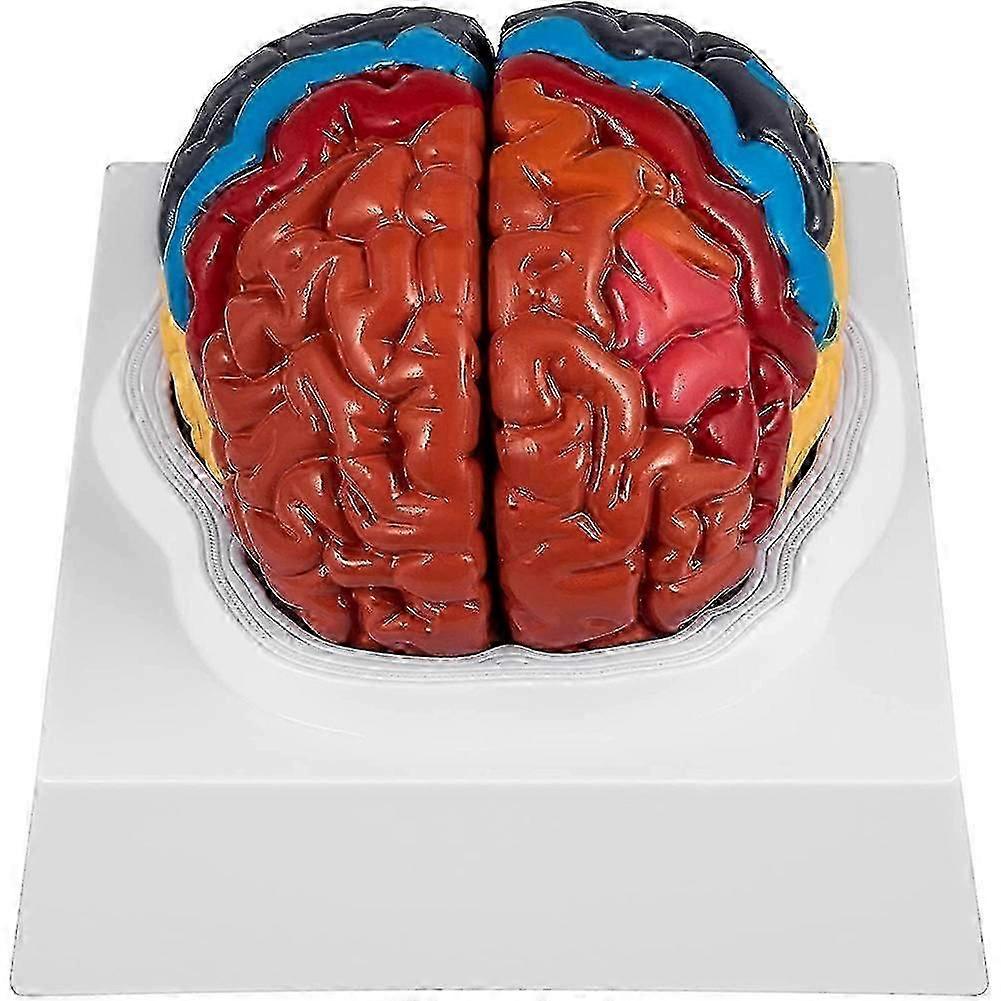 Human Brain Model Anatomy 2 Part Brain Model Color Coding with Display Base Brain Teaching Anatomy