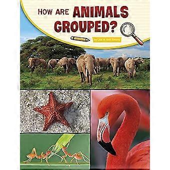 Hvordan grupperes dyr?