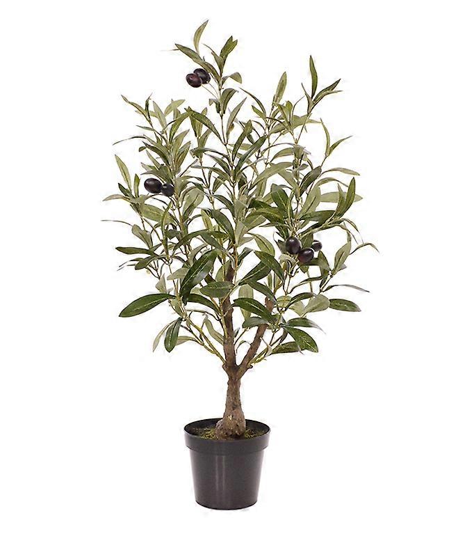 Olive tree (60 cm)