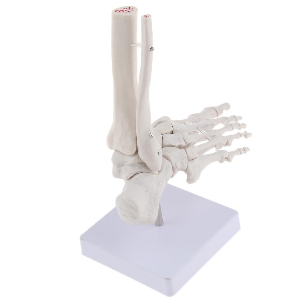 Human Foot Joint Skeleton Anatomical Model